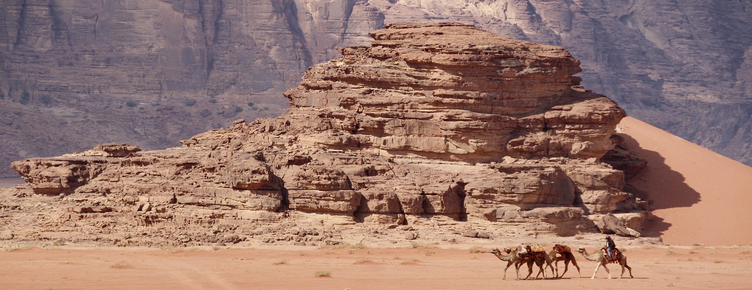 The Wandering Camel